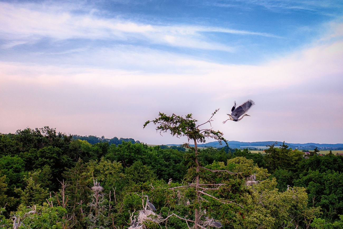 Чапля годує пташенят