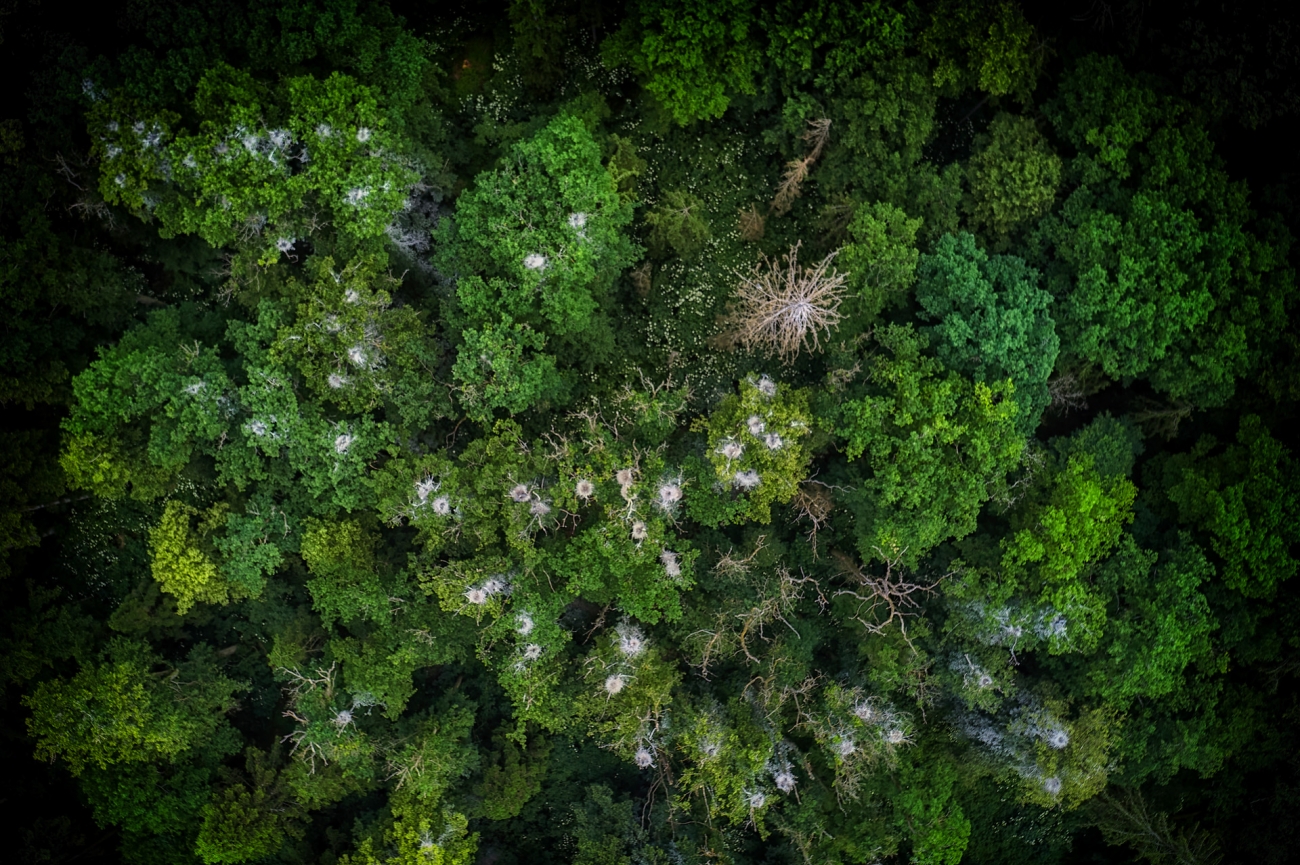 Колонія з висоти дрона