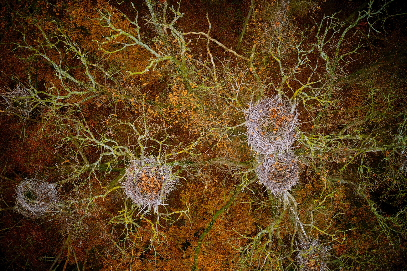 Чаплі покидають гнізда