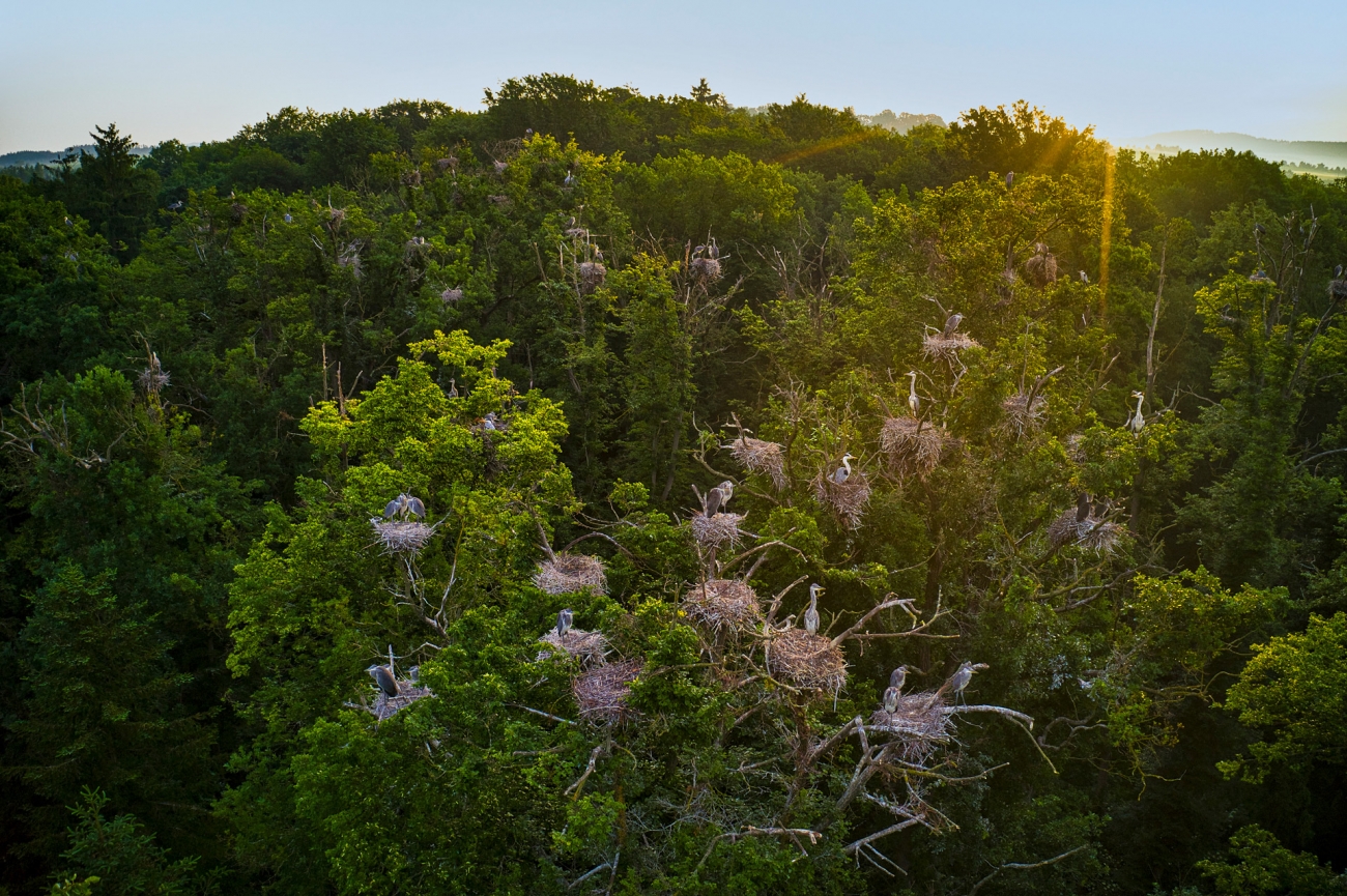 Багато гнізд на одному дереві