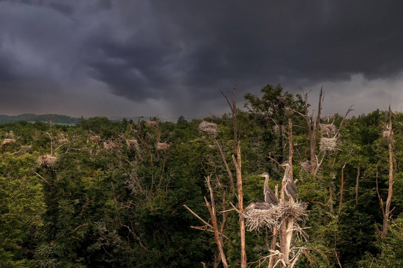 Гнізда чапель високо на дереві
