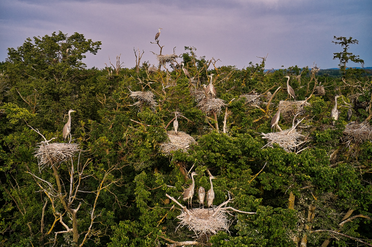 Множинні гнізда чапель на дубах
