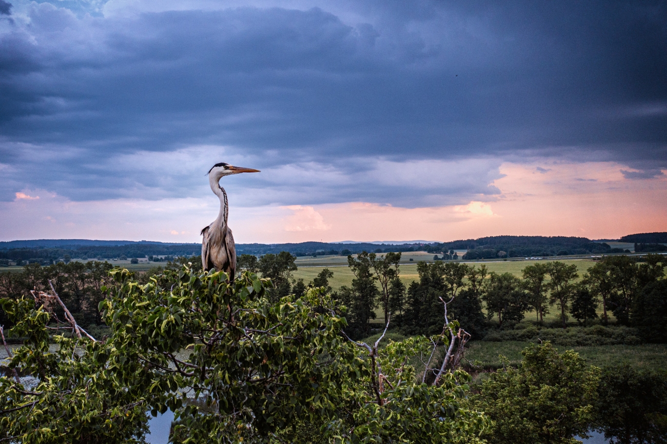Чапля шукає пару