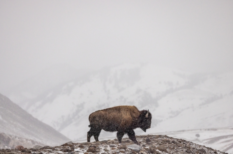 America's National Mammal