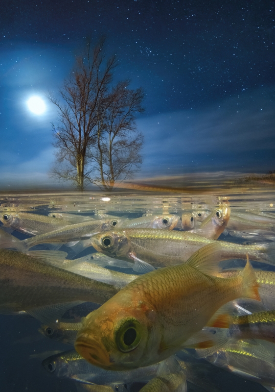 Pisces constellation