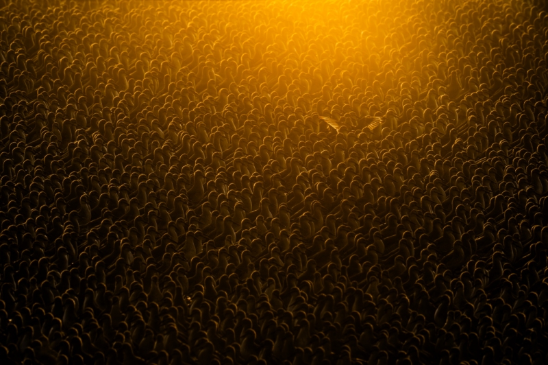 Flock of Gold