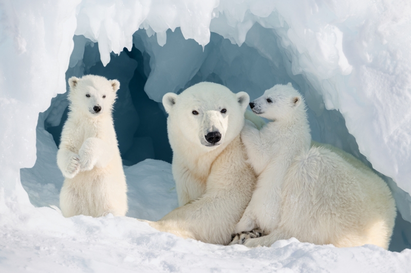 Born of Ice