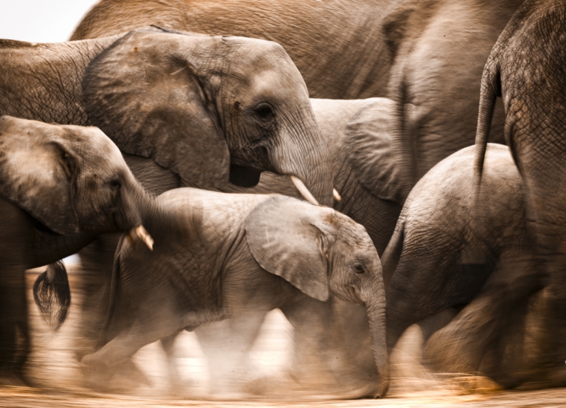 the march of the elephants