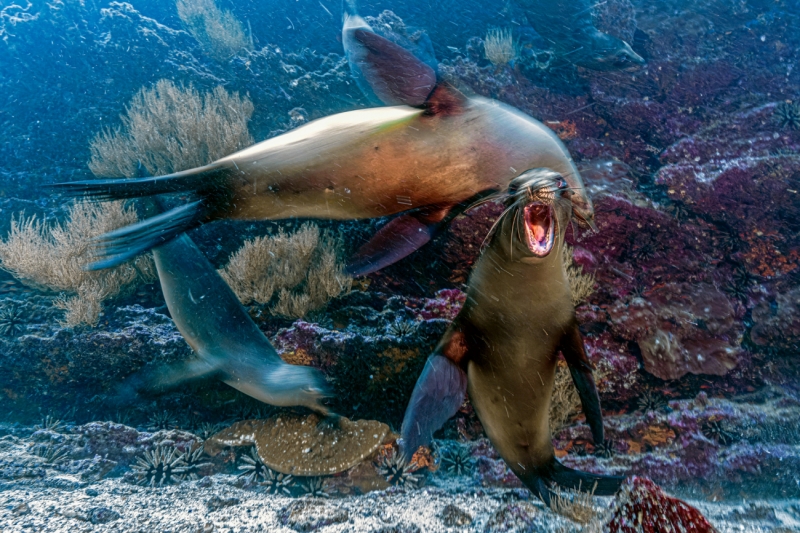Sea lion games