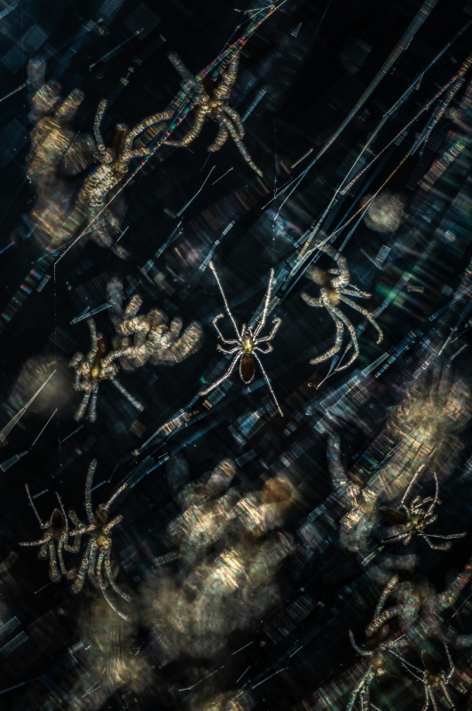 Spiderlings