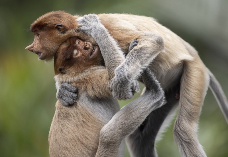 Brotherly hug
