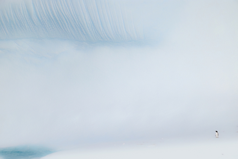 minimal penguin