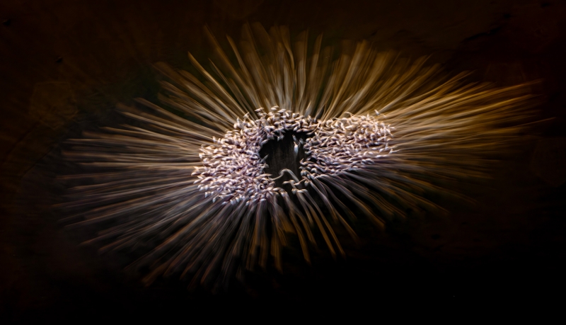The enchanting eye
