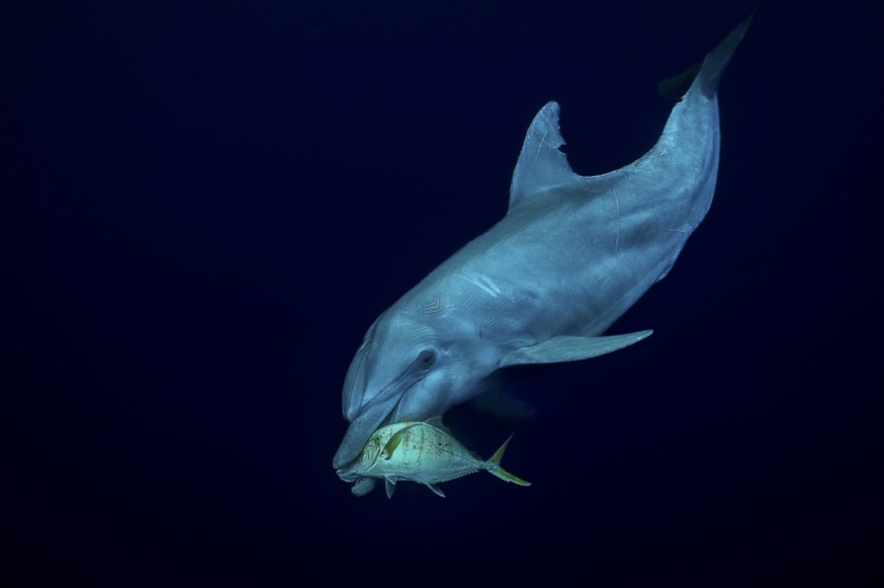 In the Darkness, the Silent Hunter