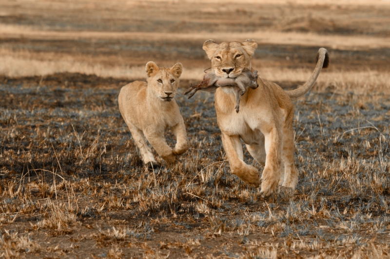 Hunting Mother