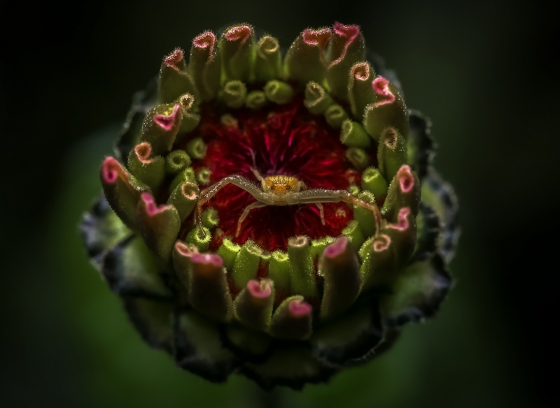 Crab Spider on Her Throne