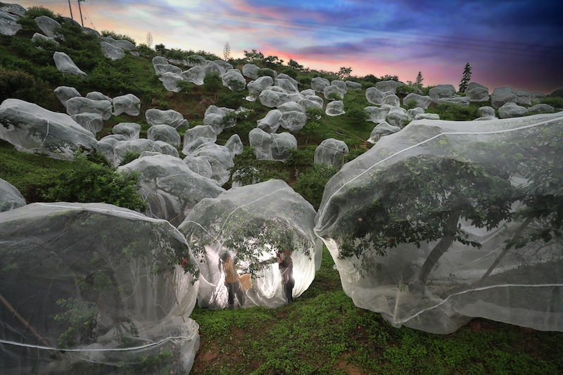 Fruit trees growing in tents