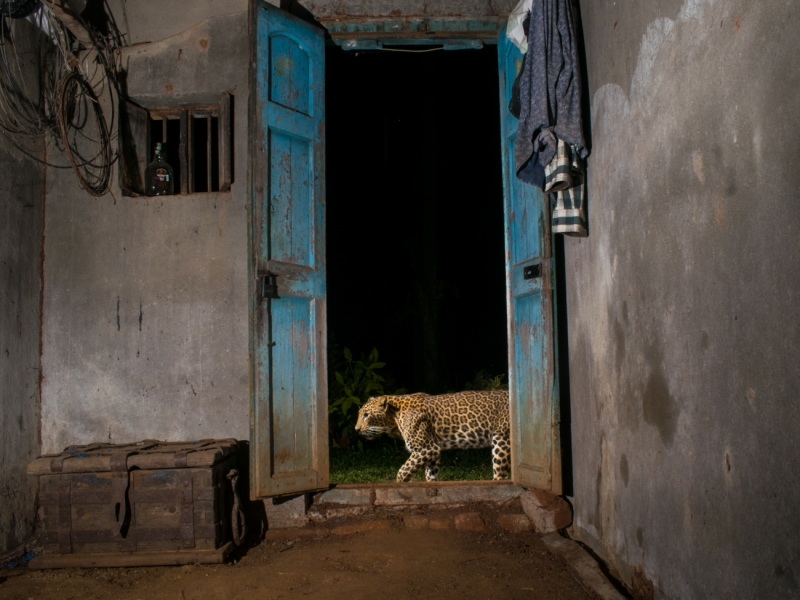 Feline neighbour