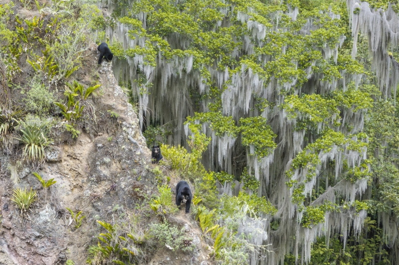 Andean climbers