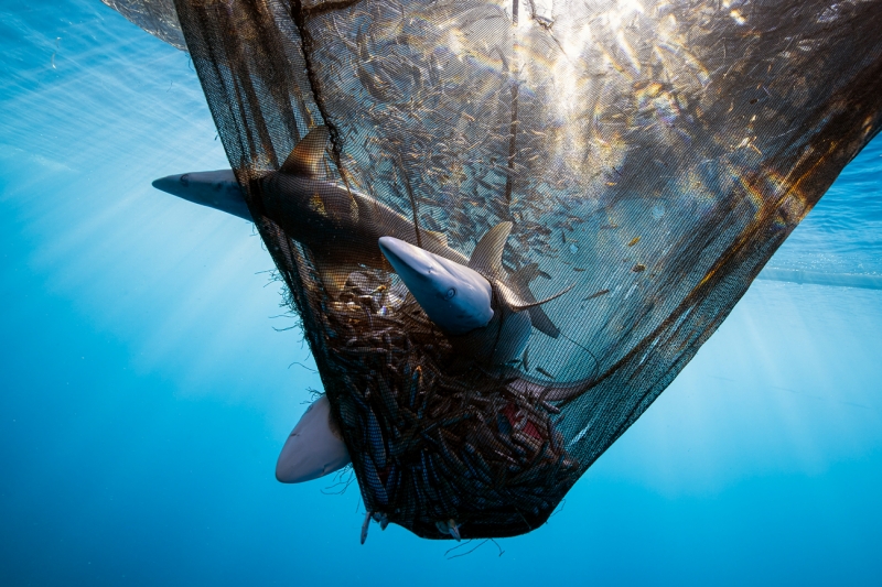 Triple Bycatch