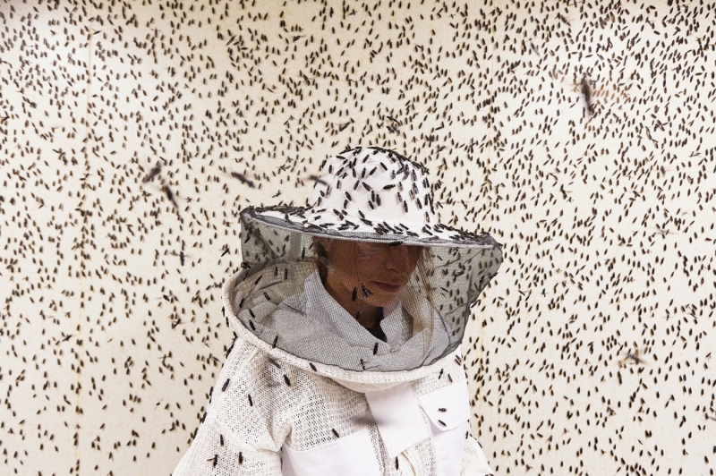 Insects, Architects of a Sustainable Future