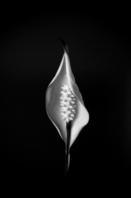 Purity