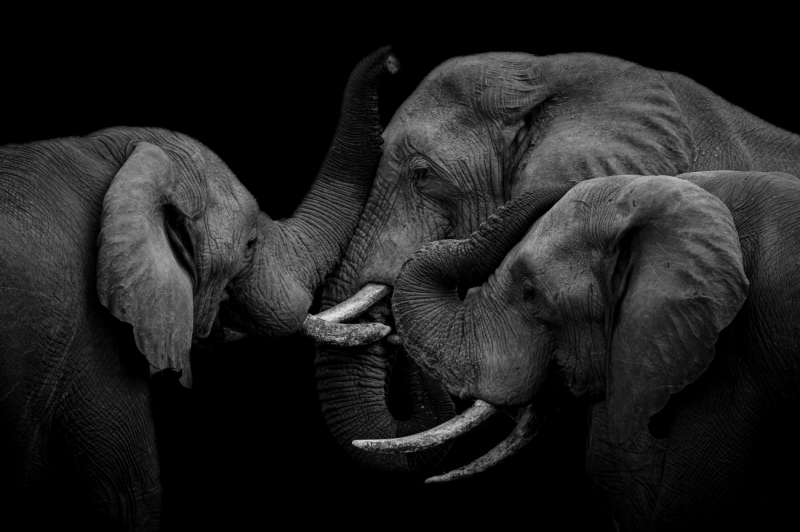 Elephant Embrace