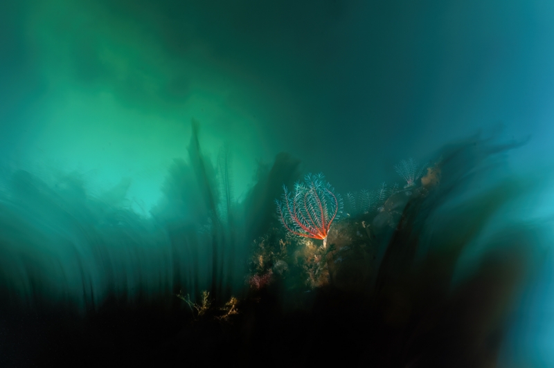 A starry night in an alien world