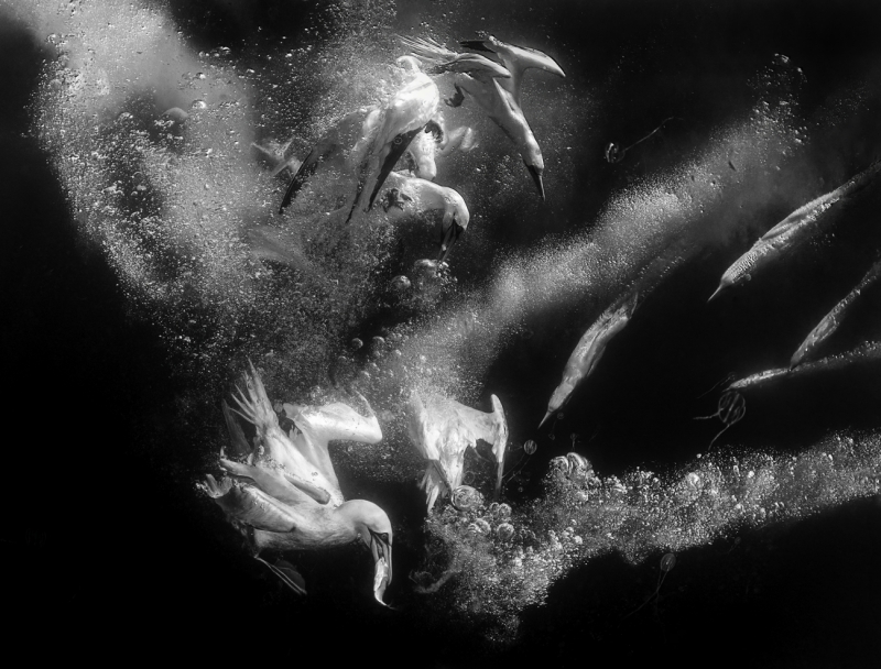 Commotion in the Ocean