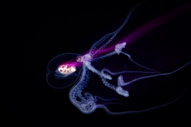 Wunderpus Octopus
