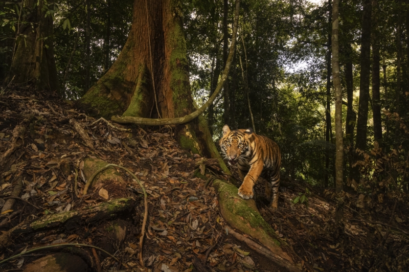 The Hidden Grail of Sumatra Island