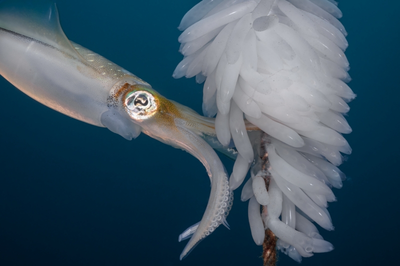Squid-egg