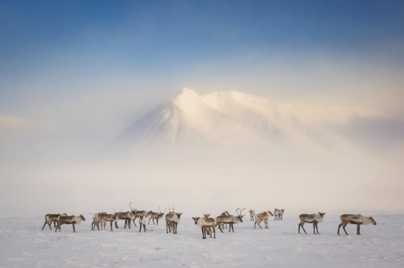 Vanishing Caribou