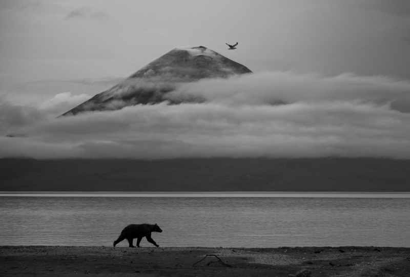 The bear and the volcano