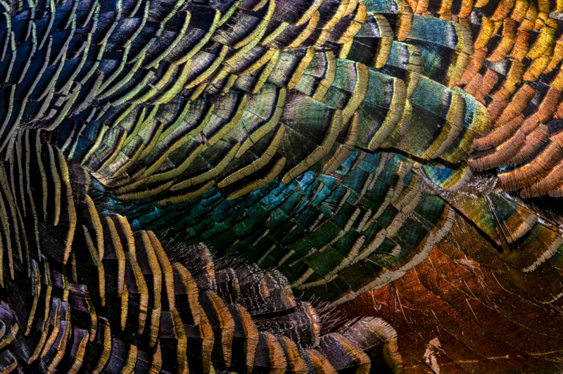 Glamour plumage