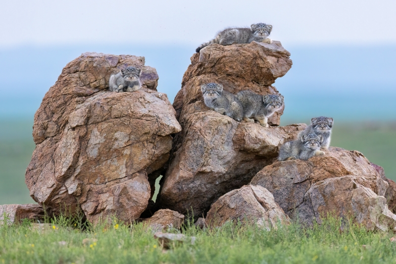 Kittens Rock