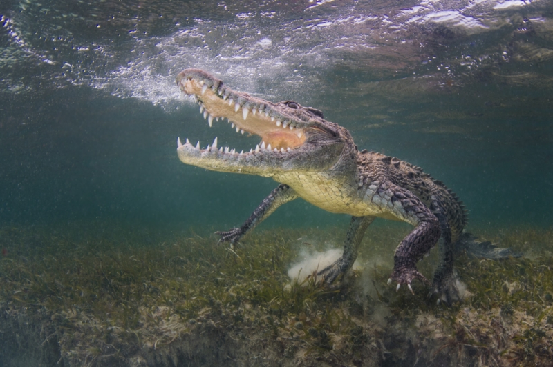 Croc wide open