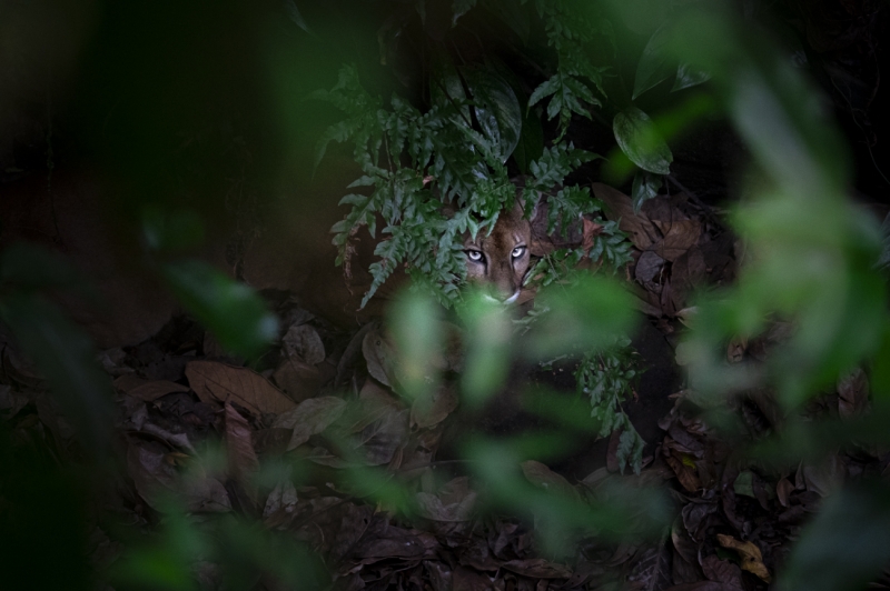 In the undergrowth