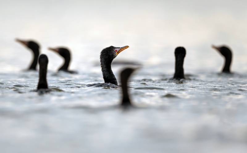 Winged Wonders of Naivasha