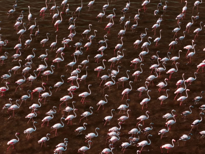 Synchronized Flamboyance.