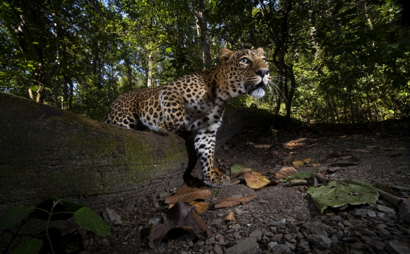 A log and a leopard