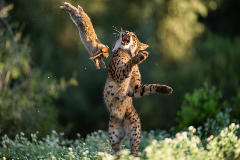 Iberian Lynx is playing with its prey
