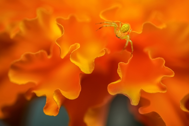 Riding on Marigold Waves