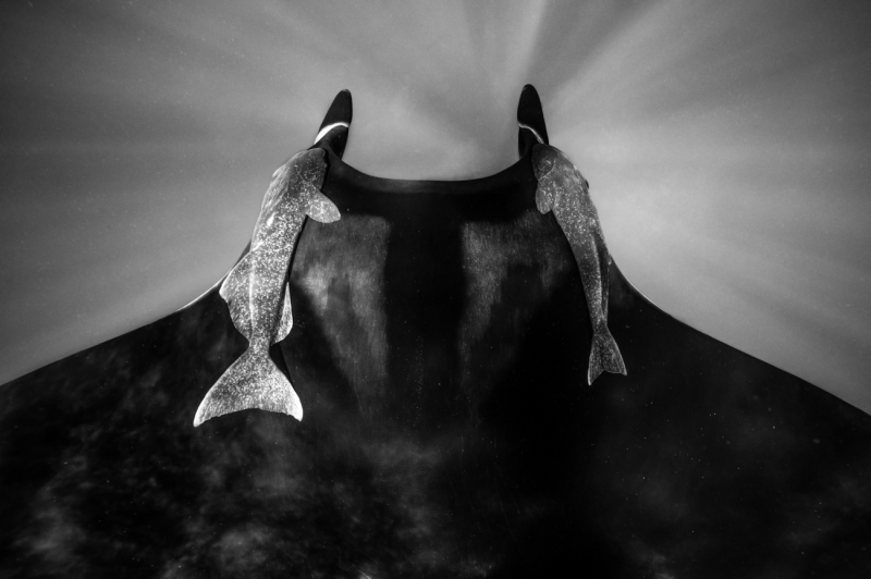 Symbiotic Motion