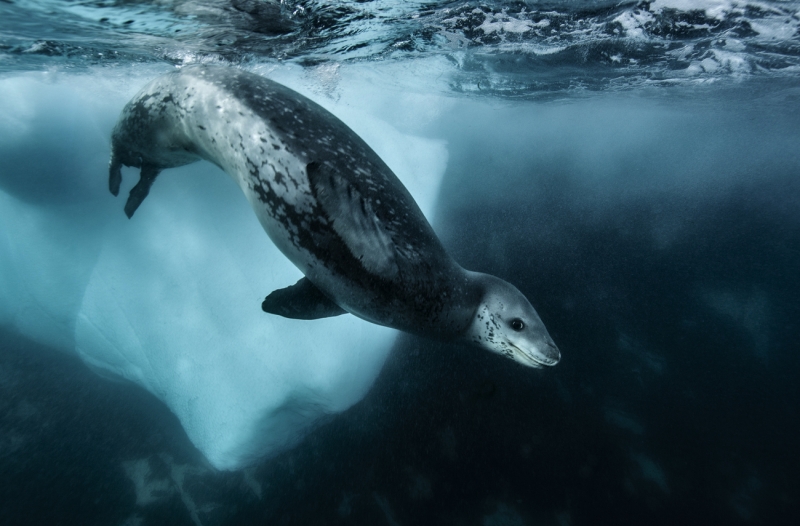 Leopard seal behavior