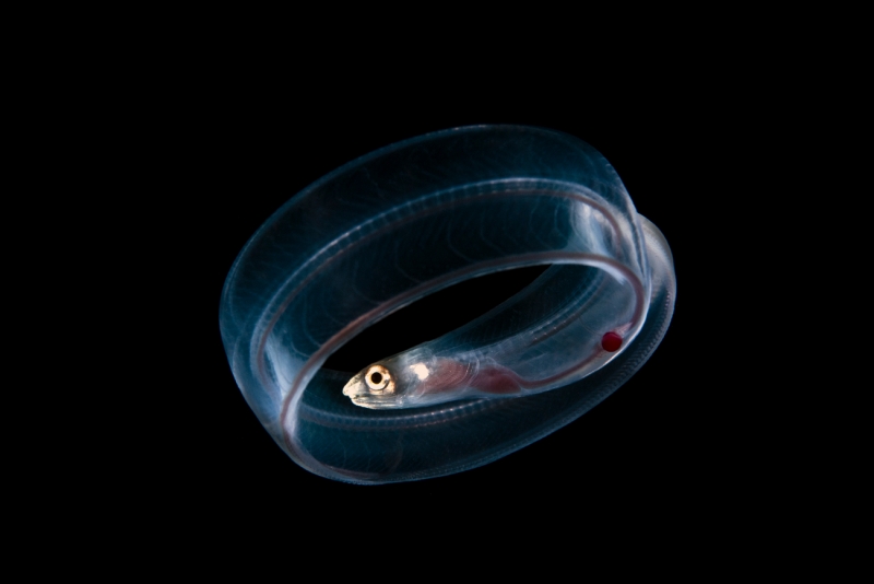 Eel Larva X-ray