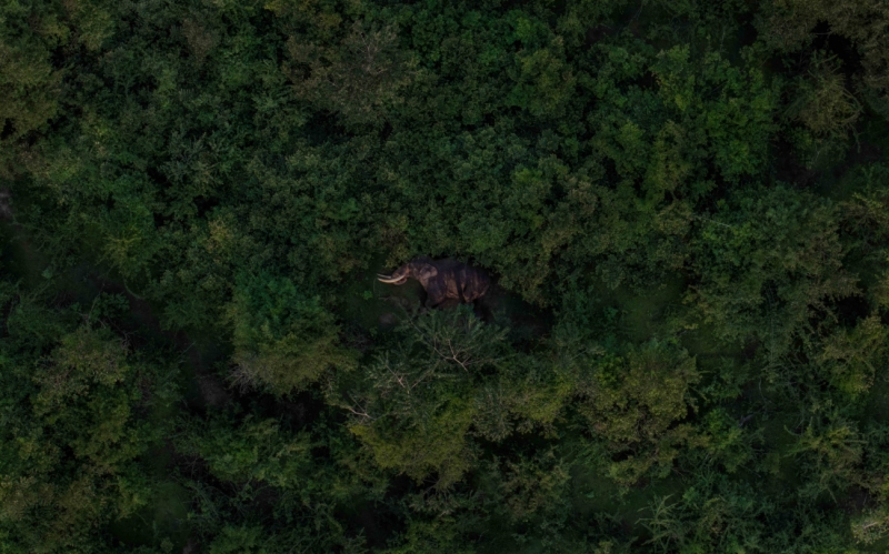 The Forest Sleeps Too