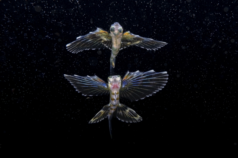 A Sea of Stars