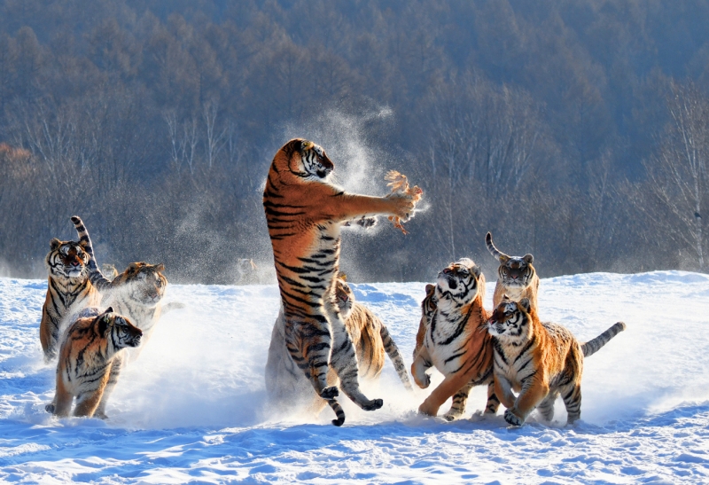 Luck in the year of tiger