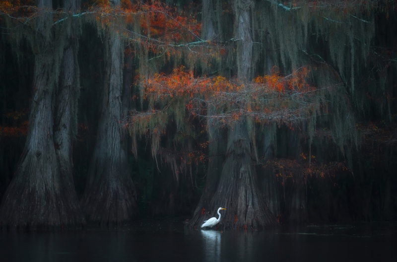 Under the Spanish Moss